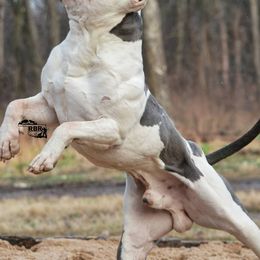 American Bullies and Labrador Retrievers from RBR Kennel-Ross Bullies & Retrievers