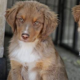 Biscuit - Red tri male Miniature Australian Shepherd puppy in Olivehurst, California from McDaniel Aussies