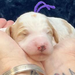 Purple Male - Parti male Goldendoodle puppy in Great Falls, Montana from Montana Goldendoodles