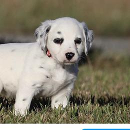 Boy 1 - Dalmatian puppy in Cottage Grove, Oregon from Hidden Hills Dalmatians