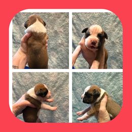 N-Boy-3 - Fawn male Boxer puppy in Evington, Virginia from Buffalo Creek Boxers