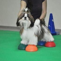 Poodle and Shih Tzu All Grown Up from Ganna Sultan