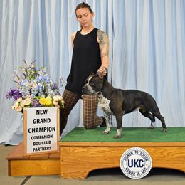 American Bully Puppies from Sky River Bullies