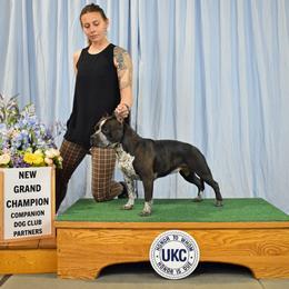 American Bully Puppies from Sky River Bullies