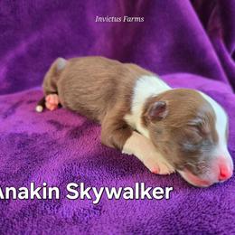 Anakin Skywalker - Red tri-color male Australian Shepherd puppy in Smithfield, Utah from Invictus Farms