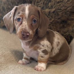 Dachshunds and Golden Retrievers from Triple G Kennels