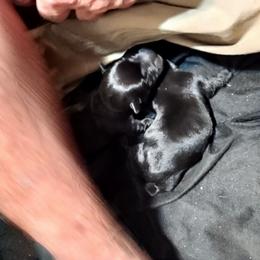 Black Male for Gustavo - Brindle male Scottish Terrier puppy in Smiths Grove, Kentucky from Moore's We Little Farm AKC Scotties