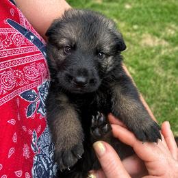 Sable male - Sable male German Shepherd puppy in Brandywine, Maryland from Lucky Z Ranch
