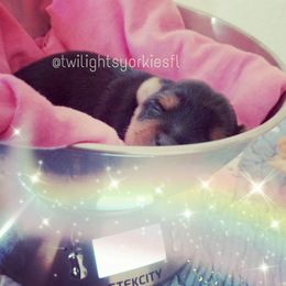 Yorkshire Terrier Puppies from Twilights Yorkies FL