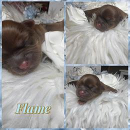 Flame - Red male Shih Tzu puppy in Coolidge, Arizona from Shih Tzu’s  ‘N’ Love