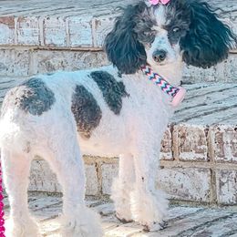 Goldendoodles and Poodles from Pleasant Ridge Doodles & Poodles