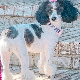 Goldendoodles and Poodles from Pleasant Ridge Doodles & Poodles