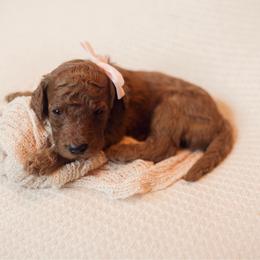 Rosemary - Red  female Goldendoodle puppy in Georgia from Mother of Golden Doodles