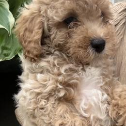 Briar- Pink Collared Girl - female Cavapoochon puppy in Clementon, New Jersey from PitterPatterPuppiesNJ