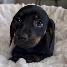Benny - Black and tan male Dachshund puppy in Wallingford, Kentucky from Hensley Homestead Dachshunds