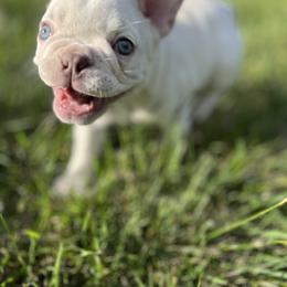 French Bulldog Puppies from Grand Frenchies