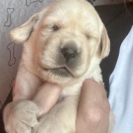 Girl 4 - Yellow female Labrador Retriever puppy in Ranchita, California from Pacific Crest Labradors