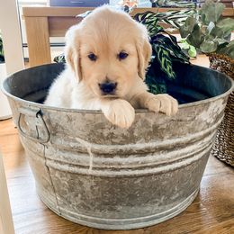 Golden Retriever Puppies from Ruff Life Goldens
