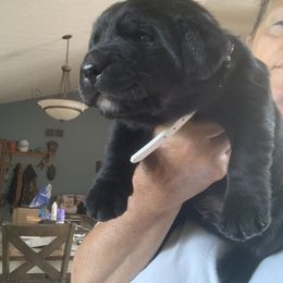 Labrador Retriever Puppies from Cary’s Buck Creek Retrievers