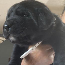 Labrador Retriever Puppies from Cary’s Buck Creek Retrievers