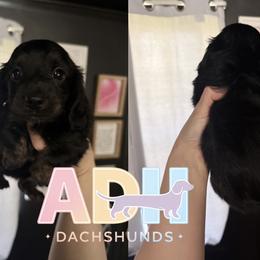 Arlo - Brindle male Dachshund puppy in Coatesville, Indiana from ADH Dachshunds