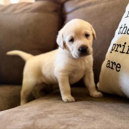Sweetie - Yellow female Labrador Retriever puppy in Sweet Home, Oregon from Knotty Creek Labradors