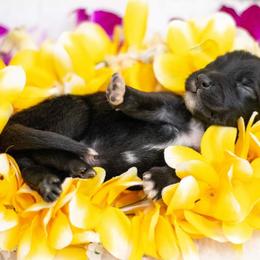 Australian Shepherd Puppies from Splash 'N Dash Aussies
