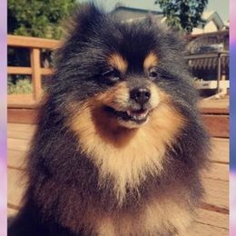 Bear - Pomeranian
