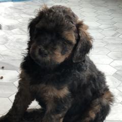 Whoodle Puppies from Whoodles of Love