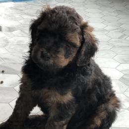 Whoodle Puppies from Whoodles of Love