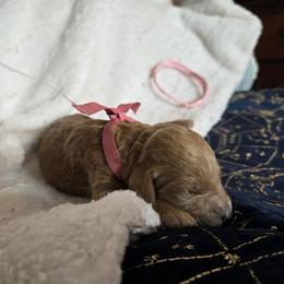 Pink - Red  female Poodle puppy in Diamond, Missouri from Evening Stars Poodles