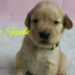 Yellow collar girl - Golden female Golden Retriever puppy in Otis Orchards, Washington from Sunlite Golden Retrievers