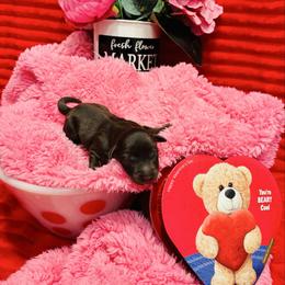 Cupid - Liver male Miniature Schnauzer puppy in Alabama from Little River Miniature Schnauzers