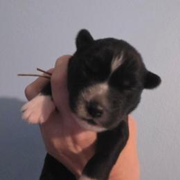 Willow - Black and white female Siberian Husky puppy in Meridian, Mississippi from JJ's Huskies