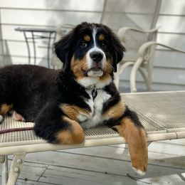 Bernese Mountain Dog and Pembroke Welsh Corgi Puppies from Highland Meadows