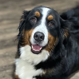 Bernedoodles, Bernese Mountain Dogs, Double Doodles, and Golden Mountain Dogs from OlliePups, LLC