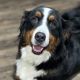 Bernedoodles, Bernese Mountain Dogs, Double Doodles, and Golden Mountain Dogs from OlliePups, LLC