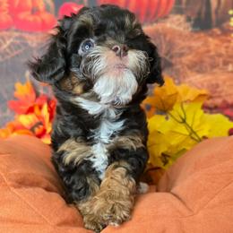 Saturn - Red tri-color male Aussiedoodle puppy in Prescott Valley, Arizona from Ramirez Family Doodles