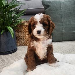 Flurry - Chocolate female Cavapoo puppy in Highland, Utah from Angel Pups Deluxe