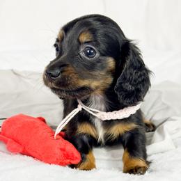 Reese's - Black and tan female Dachshund puppy in Sacramento, California from MiniDoxPups