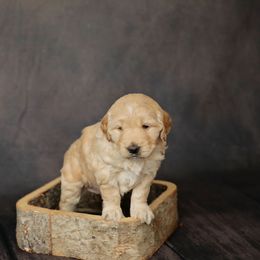 Goldendoodle Puppies from Sweet Oakley Doodles