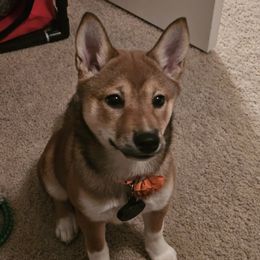Kya - Shiba Inu