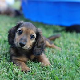 Dachshund Puppies from Rising Dawn Dachshunds