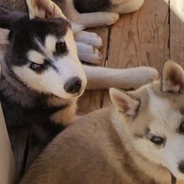 Siberian Huskies from Siberian Husky Family