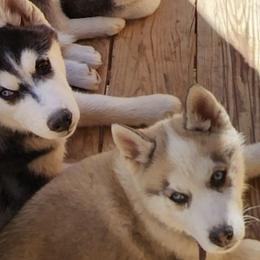Siberian Huskies from Siberian Husky Family