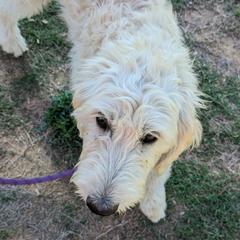 Boy 2 - Cream Goldendoodle puppy in Texas from Hoppi Sensory Doodles