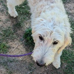 Boy 2 - Cream Goldendoodle puppy in Texas from Hoppi Sensory Doodles