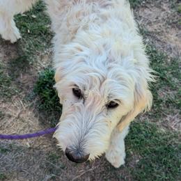 Boy 2 - Cream Goldendoodle puppy in Texas from Hoppi Sensory Doodles