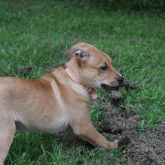Carolina Dog Puppies from Williams Sweet Carolina
