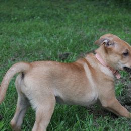 Carolina Dog Puppies from Williams Sweet Carolina